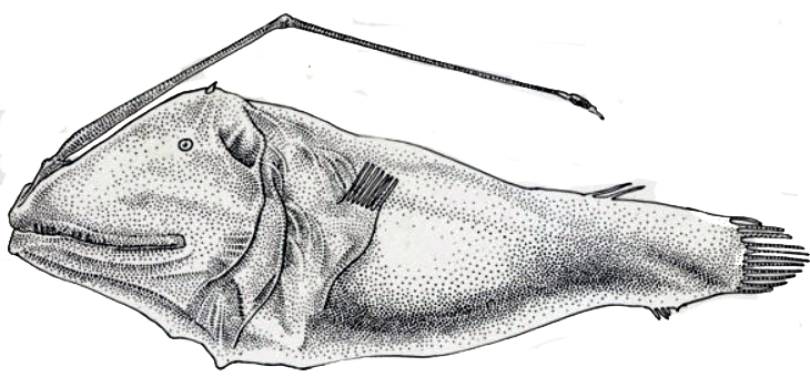 Dolopichthys allector_01.jpg